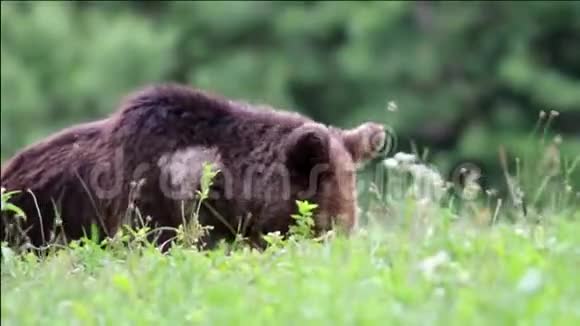 欧亚棕熊视频的预览图