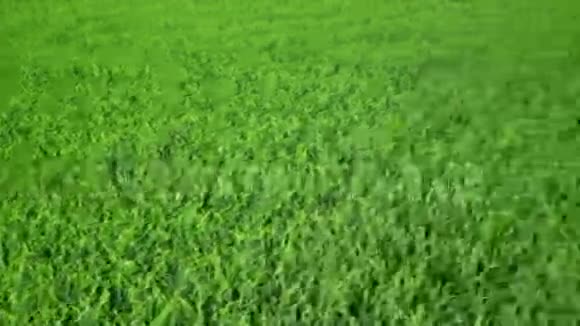 草地上的足球自由度视频的预览图