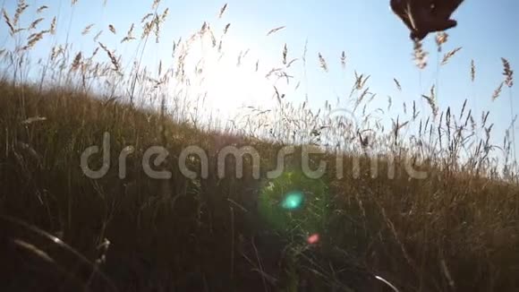 大自然中的年轻人和他的狗在青山上奔跑拉布拉多犬或金毛猎犬在视频的预览图