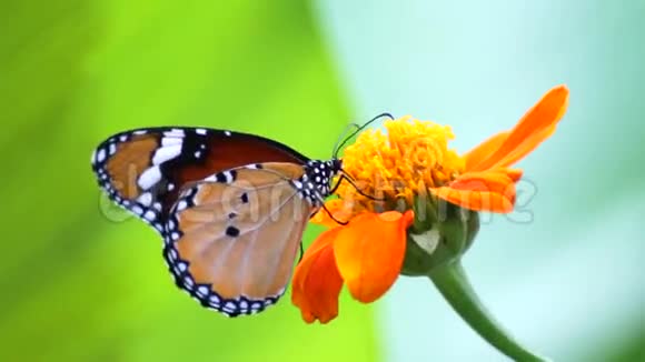 蝴蝶在花上视频的预览图