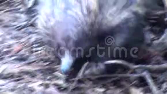 澳大利亚袋鼠岛在外游近距离观看一只棘球蚴散步视频的预览图