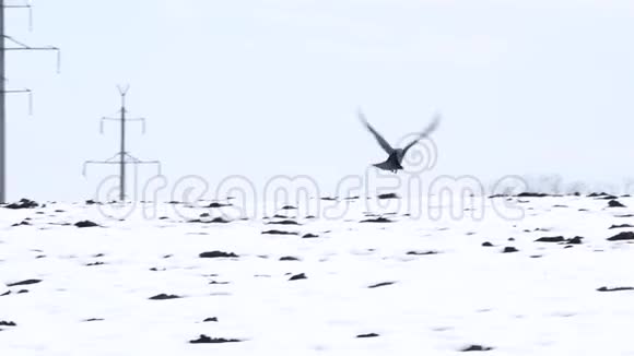 鸟类飞行的黑色普通乌鸦视频的预览图