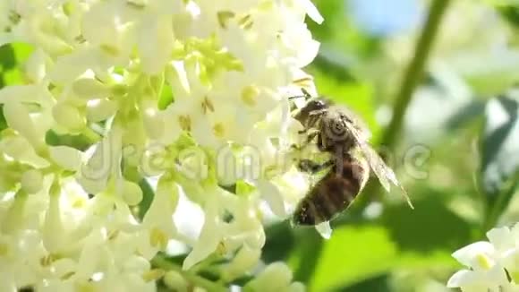 蜜蜂提取花粉视频的预览图