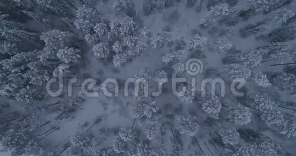 俄罗斯西伯利亚冬季森林泰加2视频的预览图