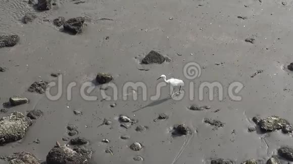 4白鸟白鹭在潭水海滩寻找食物视频的预览图