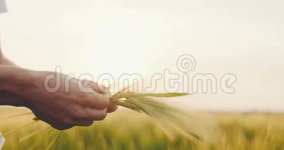 农民在收割前检查小麦质量视频的预览图