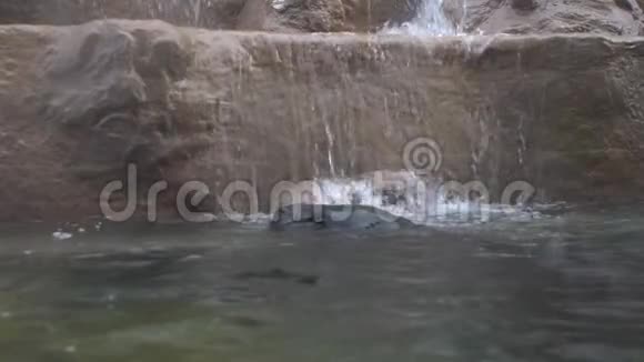 俾格米河马张开嘴的慢动作保护水中的一块领土视频的预览图