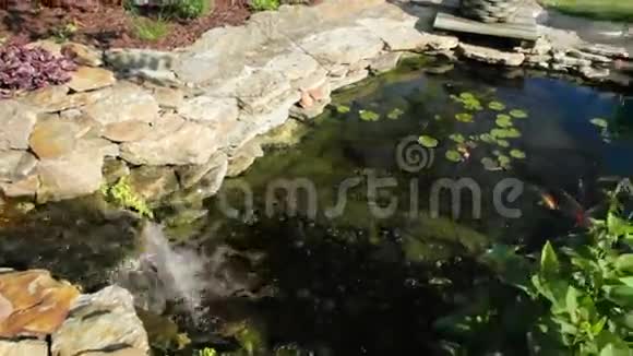 锦鲤池塘视频的预览图