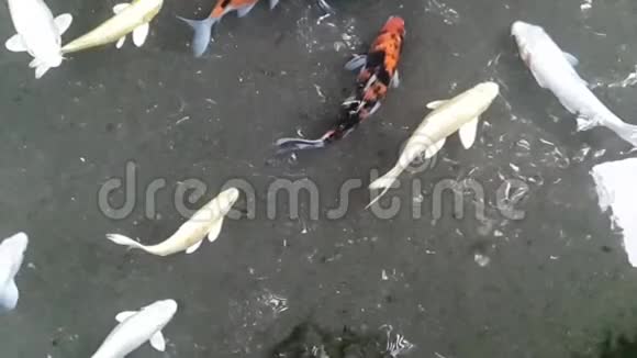 锦鲤鱼视频的预览图