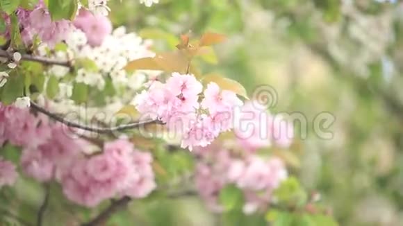 春天的樱桃树视频的预览图