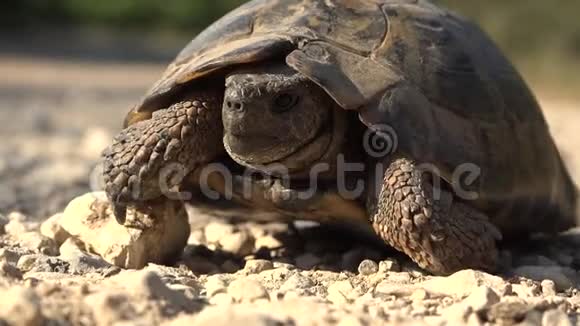 自然环境中的海龟自然中的走兽爬行动物视频的预览图