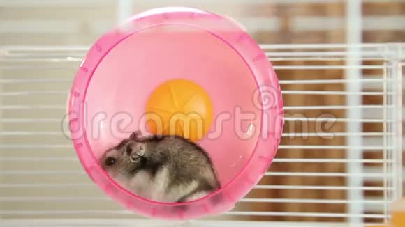 在轮子上的仓鼠视频的预览图