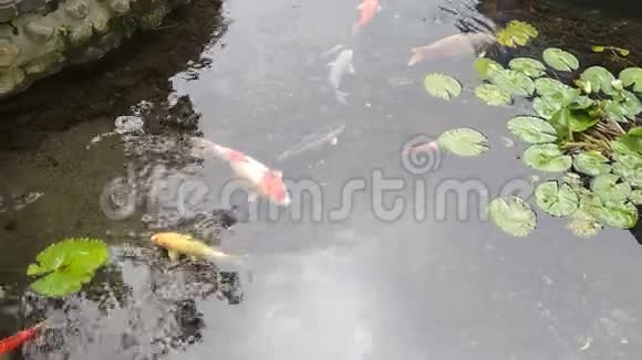 池塘里的鲤鱼视频的预览图