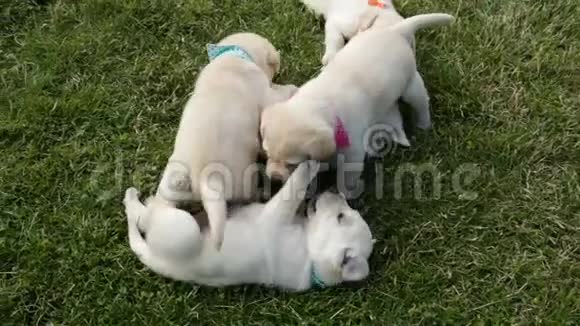 一群可爱的拉布拉多小狗在草地上玩耍视频的预览图