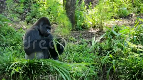 银背大猩猩吃树叶视频的预览图