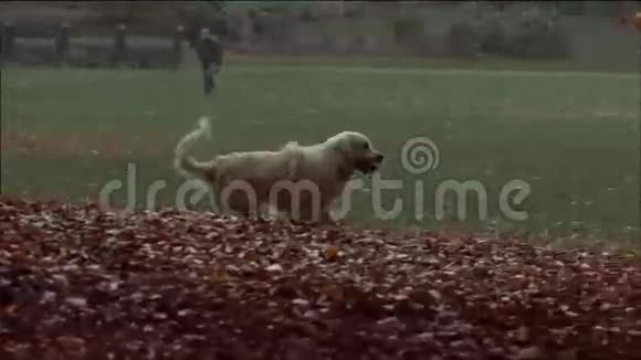 年轻人在玩狗视频的预览图