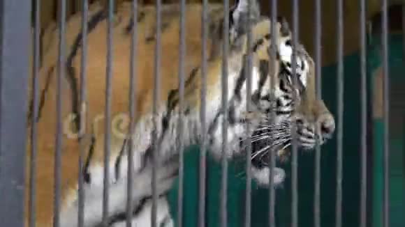 马尔尼安虎脸走路关在笼子里的动物残酷的囚禁在马戏团动物园视频的预览图