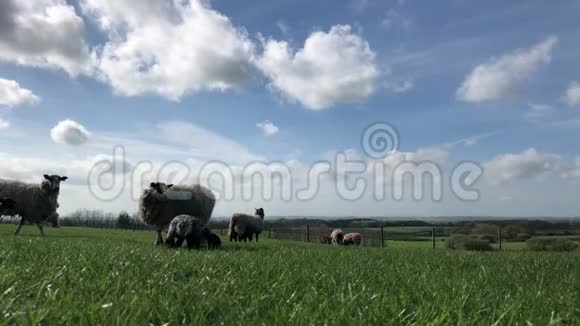春天的羊和羔羊视频的预览图