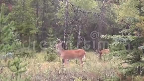 森林里有三只鹿视频的预览图