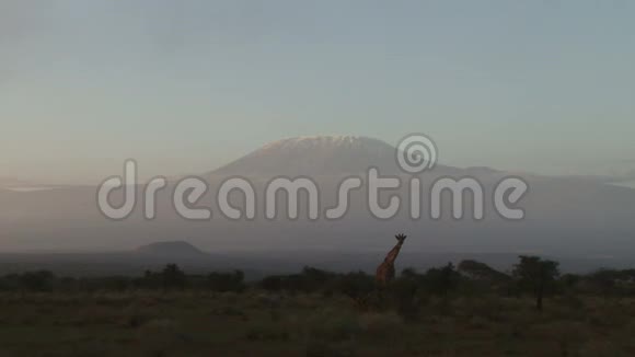 长颈鹿穿过相机视频的预览图