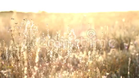 草原上的日出视频的预览图