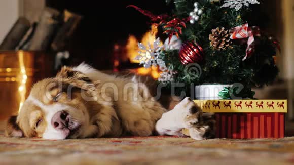 狗带着礼物在圣诞树附近打盹背景中燃烧的壁炉概念温馨快乐的圣诞节视频的预览图