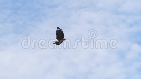 非洲鱼鹰卤虫成人飞行翅膀云天肯尼亚巴林戈湖视频的预览图