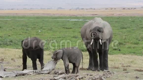 非洲小象和幼牛视频的预览图