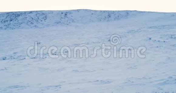鸟瞰成群的驯鹿它们在冻土带的雪地上奔跑用史诗般的红色相机拍摄4K视频的预览图