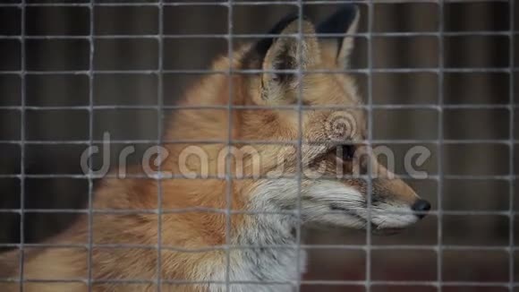 狐狸在笼子里视频的预览图