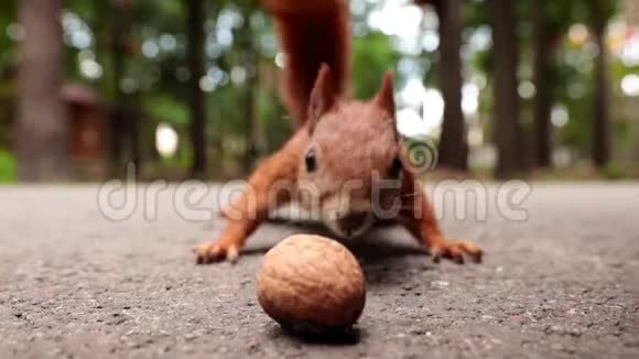 红松鼠在路上吃坚果视频的预览图