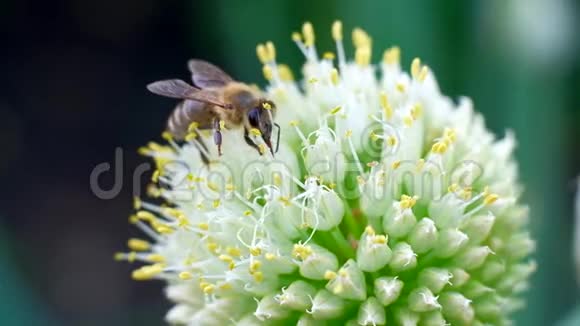 一只蜜蜂收集花蜜花粉春天阳光明媚视频的预览图