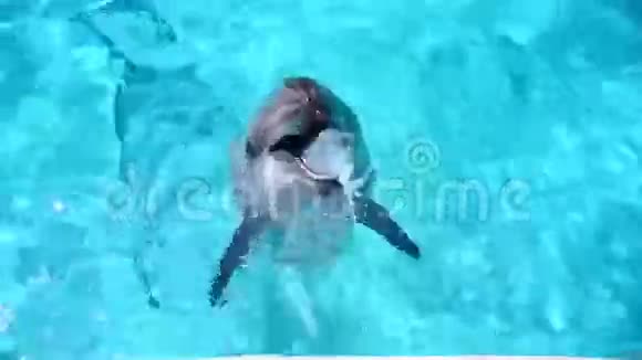 泳池里的海豚视频的预览图