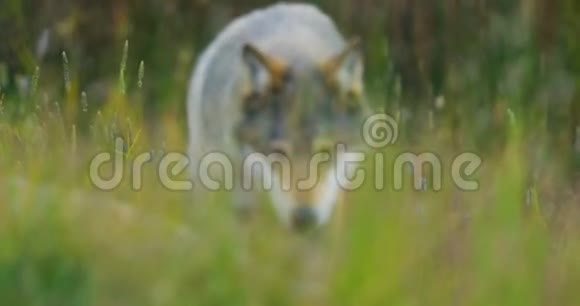 一只野狼在森林的草地上行走的特写镜头视频的预览图