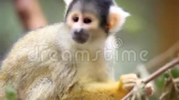动物园里的猴子吃树叶视频的预览图