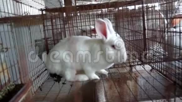 笼子里的兔子视频的预览图