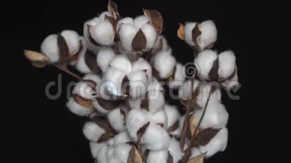棉花棉枝特写在黑色背景上旋转毛茸茸的棉花植物旋转视频的预览图