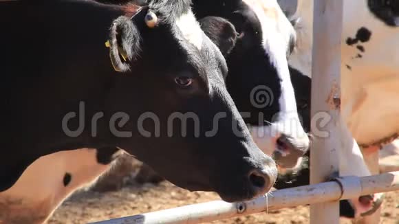 奶牛在谷仓里等着视频的预览图