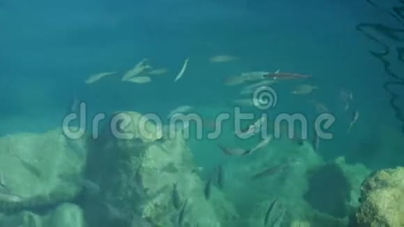 海里的鱼视频的预览图