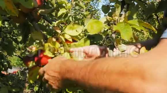 一个工人正在采摘成熟的苹果视频的预览图