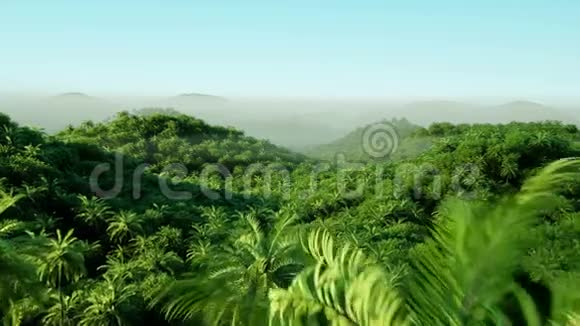 山田野景观以棕榈树为主丛林现实的4k动画空中观景视频的预览图