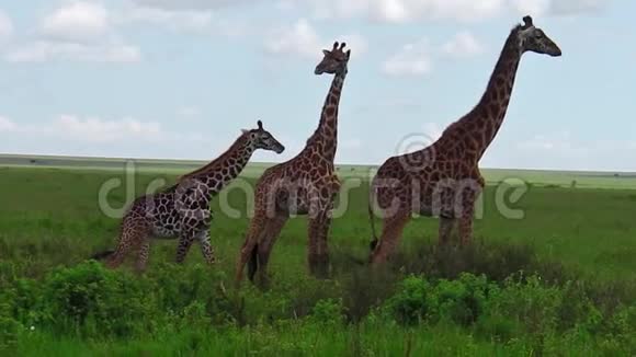 非洲长颈鹿家族视频的预览图