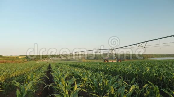 灌溉玉米地全景拍摄视频的预览图