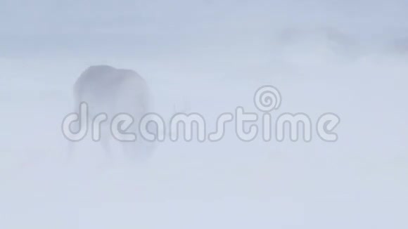 北极野生动物暴风雪中的驯鹿视频的预览图