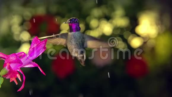 慢动作雄蜂鸟雨天赏粉花视频的预览图