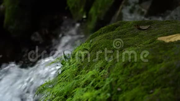 雨林中的绿色苔藓和瀑布视频的预览图
