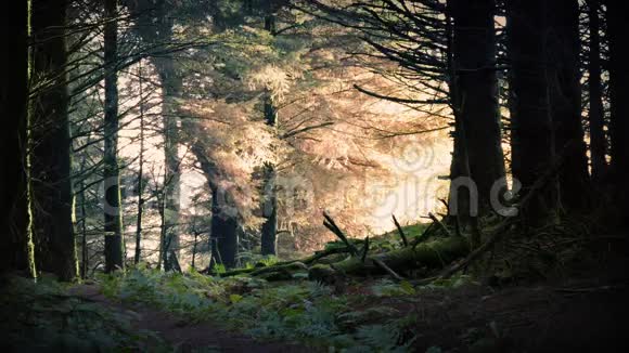 森林里神奇的日出视频的预览图
