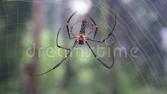 蜘蛛制作WEB视频视频的预览图