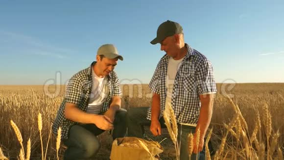 农民和商人的团队合作农学家和农民手里拿着一粒小麦收获谷物视频的预览图