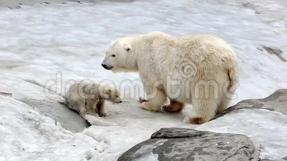 北极熊的家族视频的预览图